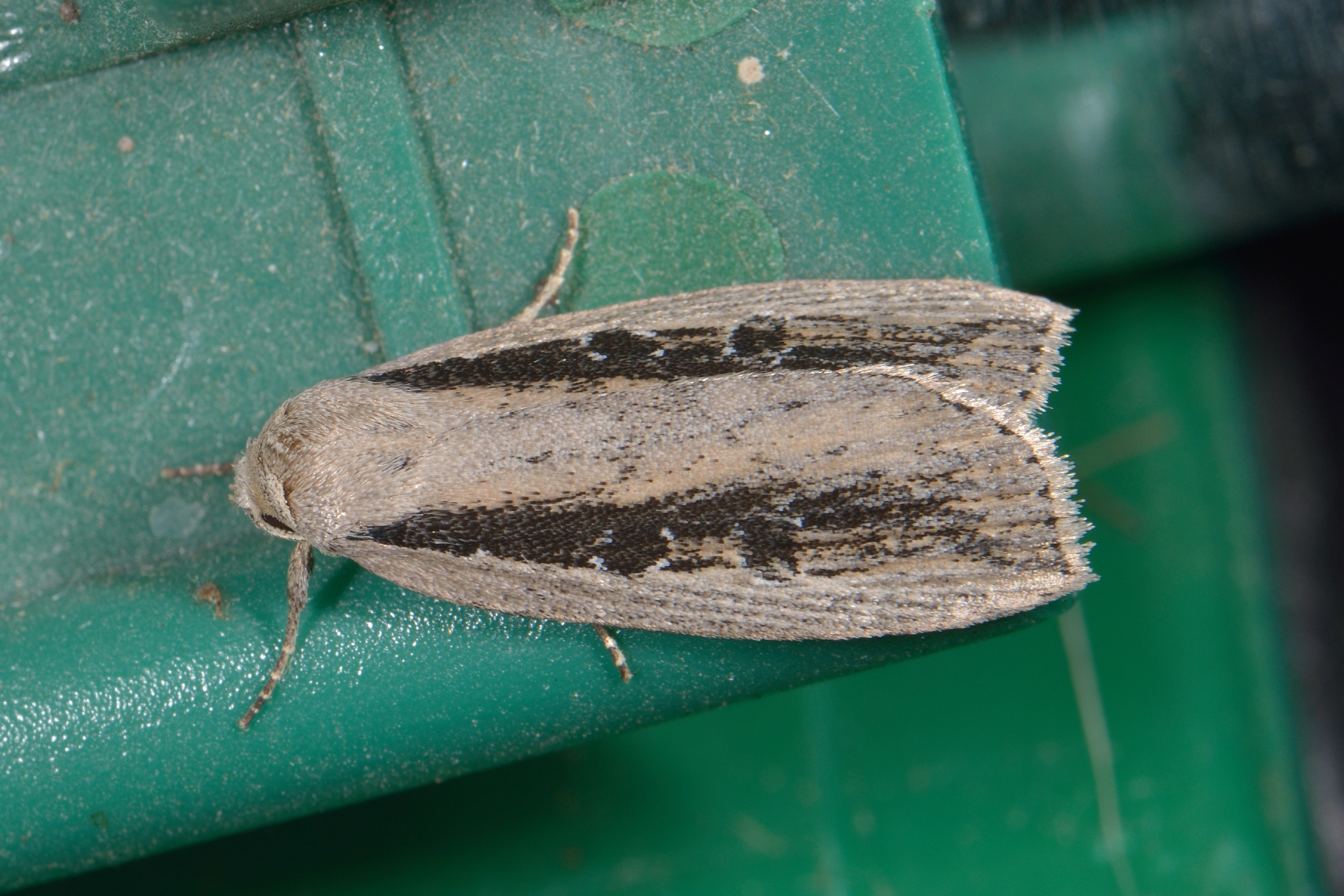sized__D8D0549 Smalvleugelrietboorder – Chilodes maritima 19 7 2014 Rob van der Rol.JPG